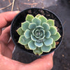 Echeveria secunda 'Glauca' (1 x CUTTING)