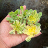 Aeonium castello-paivae f. variegata 'Suncup' (1x CUTTING)