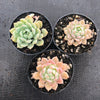 Echeveria Prolifica