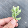 Crassula rogersii variegata (1 x CUTTING)