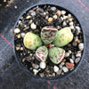 Adromischus cooperi