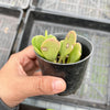 Senecio jacobsenii