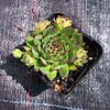 Sempervivum tectorum boutignyanum (w/pup)