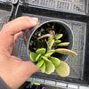 Senecio jacobsenii