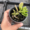 Senecio jacobsenii