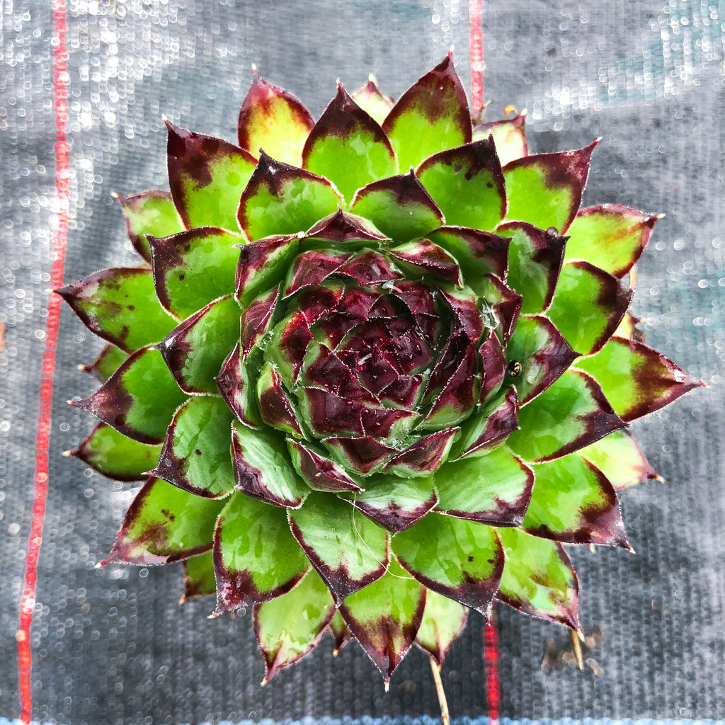 Sempervivum tectorum boutignyanum (w/pup)