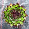 Sempervivum tectorum boutignyanum (w/pup)