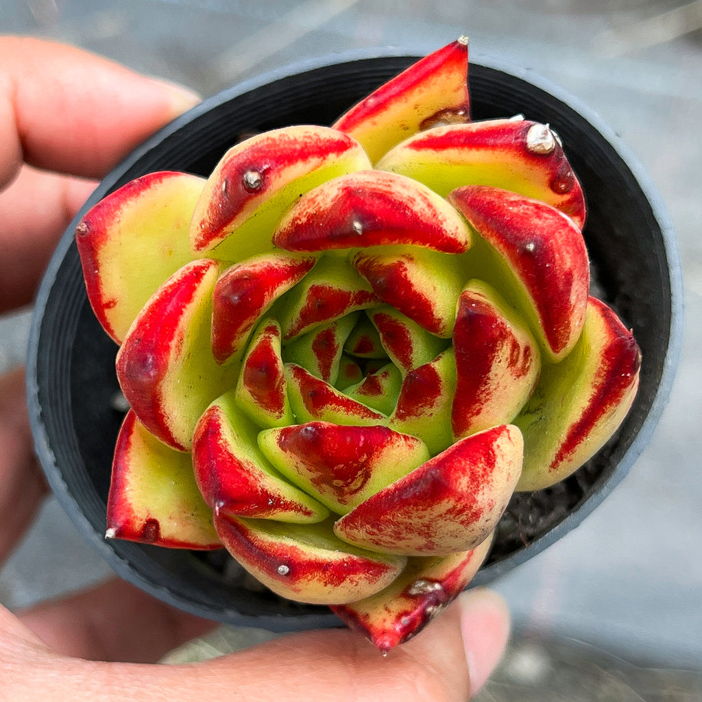 Echeveria agavoides 'Lipstick' LET LOVE GROW (Succulent & Cactus)