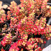 Crassula brevifolia (RED EDGE)(2 X CUTTINGS)