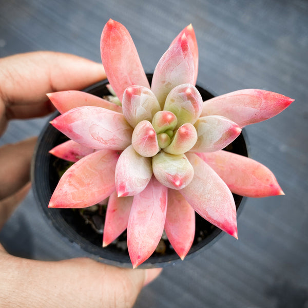×Pachyveria glauca 'Little Jewel' (has marks)