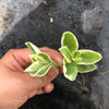 Aptenia cordifolia variegata (1x CUTTING)