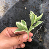 Aptenia cordifolia variegata (1x CUTTING)