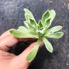 [20 CUTTINGS PACK]  x Aeonium 'Ballerina'
