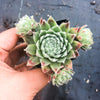 Sempervivum 'Winter Beauty' (NO PUP)