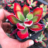 Echeveria pulvinata 'Ruby Blush'