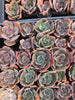 [PACK of 10 PLANTS] x  Echeveria cv. 'Blue Metal'