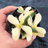 Crassula platyphylla variegata