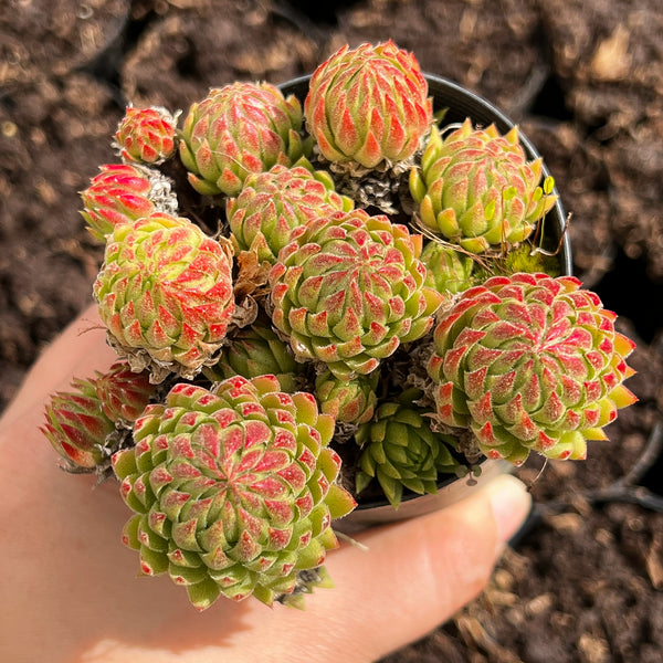 Jovibarba hirta subsp allionii