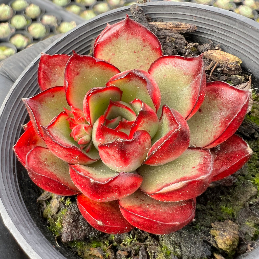 Echeveria 'Yamato Spring' (Ech. Yamato Haru) – LET LOVE GROW (Succulent ...