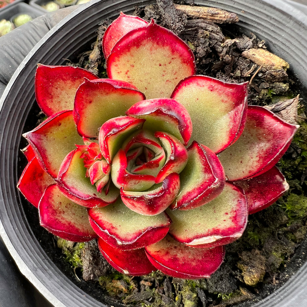 ech succulent Echeveria 'Yamato Spring' (Ech. Yamato Haru) – LET LOVE GROW (Succulent & Cactus)