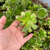 [20 CUTTINGS PACK] x Aeonium 'Blushing Beauty'