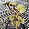 Aeonium arboreum var. holochrysum (El Hierro)( 1 X CUTTING)