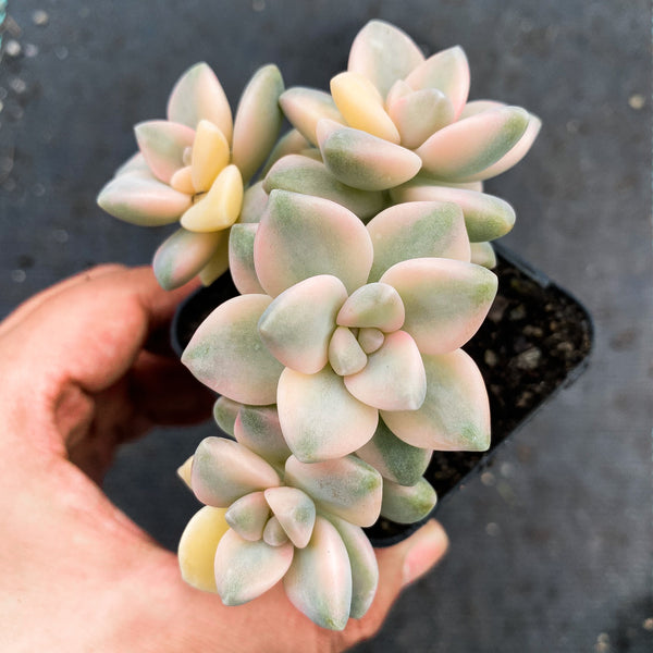 Graptopetalum paraguayense ssp. bernalense variegata (VARIEGATED PLANT)