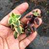 Crassula pellucida ssp marginalis 'Isabella' variegata (1 x CUTTING)
