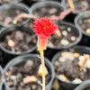 Senecio stapeliaeformis v. minor (RED FLOWER)