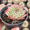 Sempervivum calcareum (w/pup)