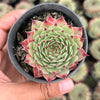 Sempervivum calcareum (w/pup)