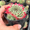 Sempervivum calcareum (w/pup)
