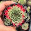 Sempervivum calcareum (w/pup)