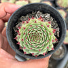 Sempervivum calcareum (w/pup)