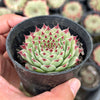 Sempervivum calcareum (w/pup)