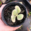 Cotyledon Tomentosa 'Bear's Paws' variegata (WHITE)(XS)