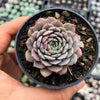 Echeveria pinwheel 'Tuxpan'