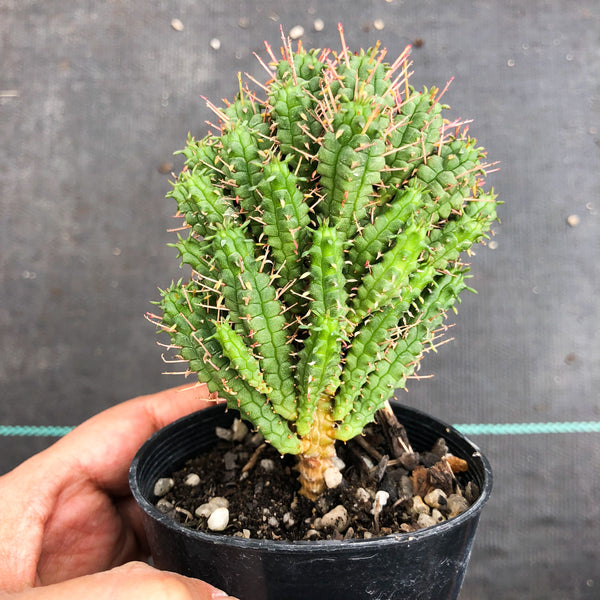 Euphorbia submammillaris v pfersdorfii – LET LOVE GROW (Succulent & Cactus)