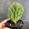 Euphorbia submammillaris v pfersdorfii
