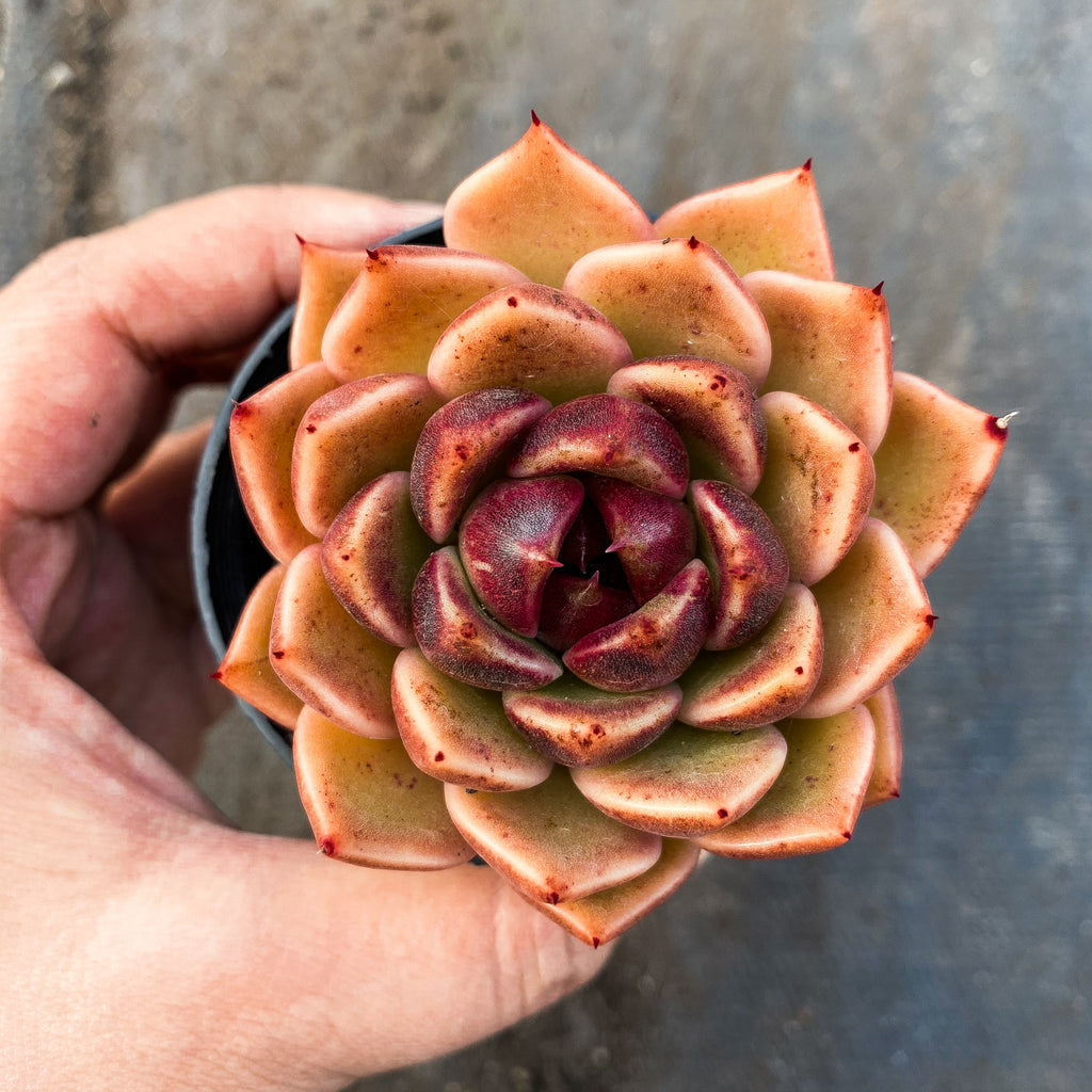 black rose succulent australia Echeveria 'Black Rose' – LET LOVE GROW (Succulent & Cactus)