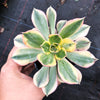Aeonium arboreum 'Sunburst'