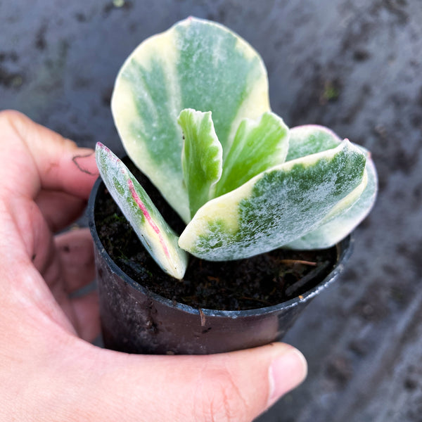 Cotyledon undulata f. variegata – LET LOVE GROW (Succulent & Cactus)