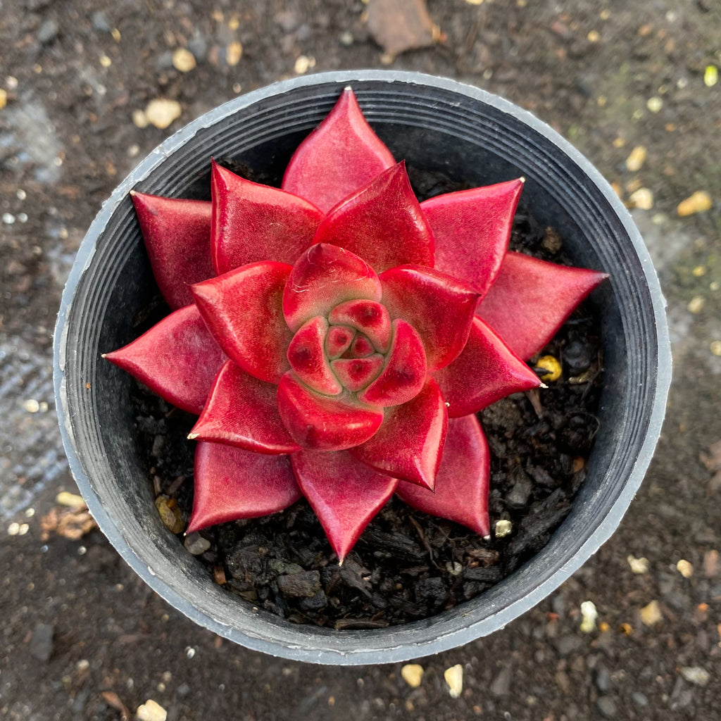 romeo rubin succulent Echeveria agavoides 'Romeo Rubin' – LET LOVE GROW (Succulent & Cactus)