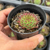 Sempervivum caucasicum (w/1 pup)