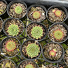Sempervivum caucasicum (w/1 pup)