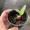 Ledebouria pauciflora (Scilla pauciflora)(Frog plant)(Green)