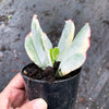 Cotyledon undulata f. variegata