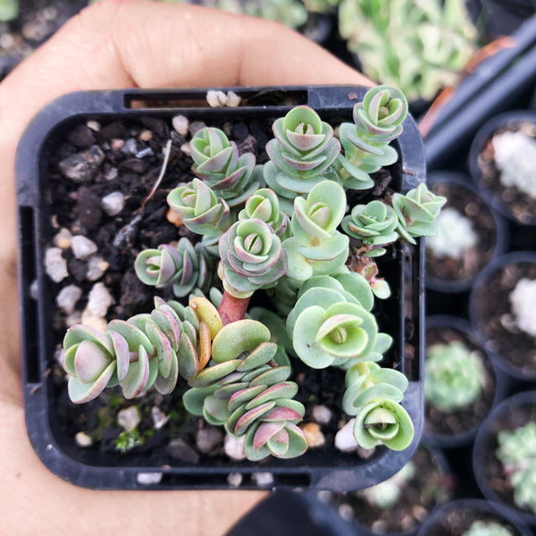 Sedum 'Lime Zinger'