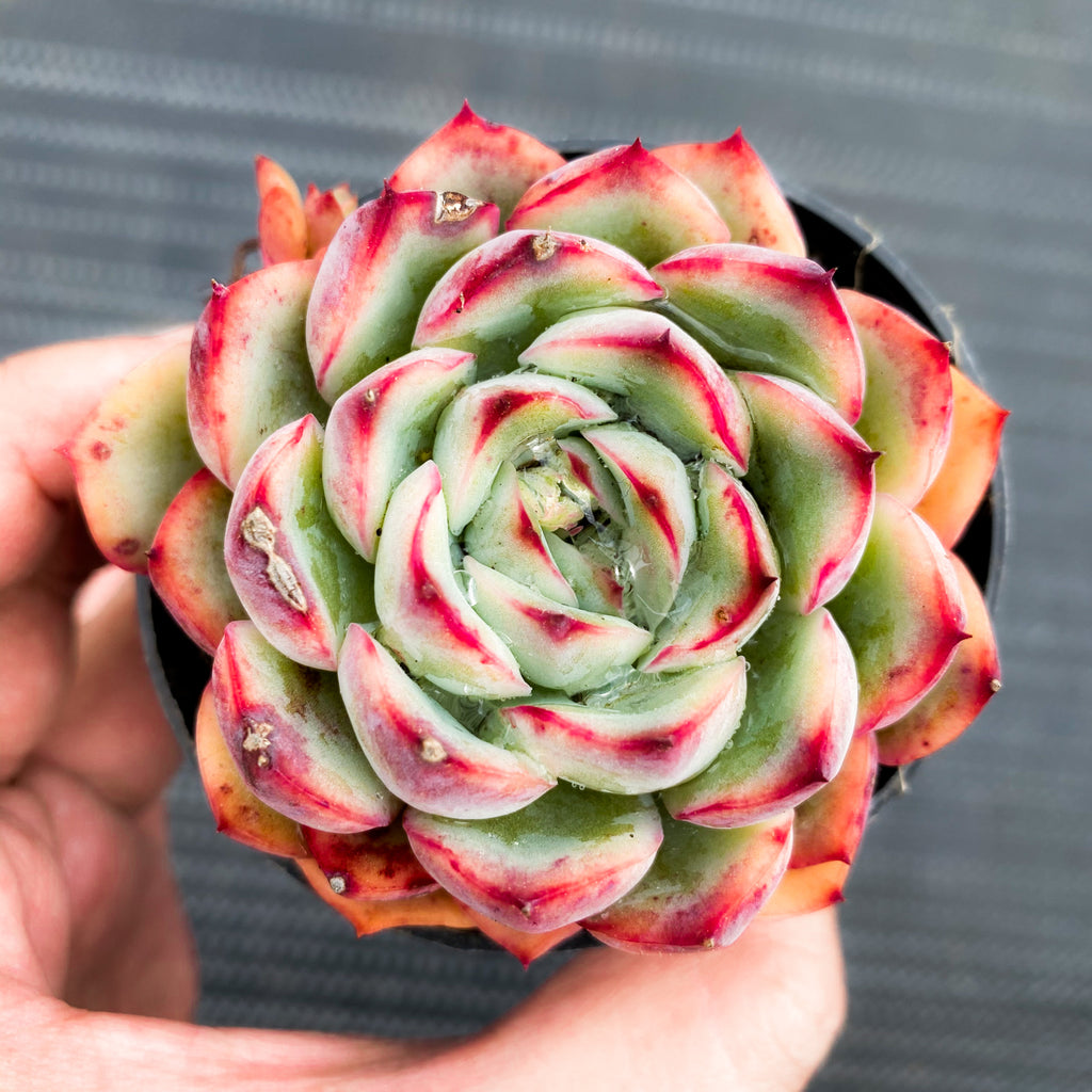 Echeveria poldensis 'Kevin'