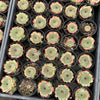 Sempervivum calcareum (w/pup)